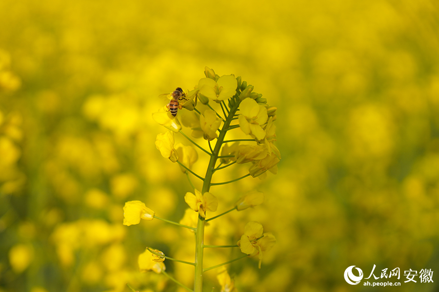 油菜花開正當時。人民網記者 陳若天攝