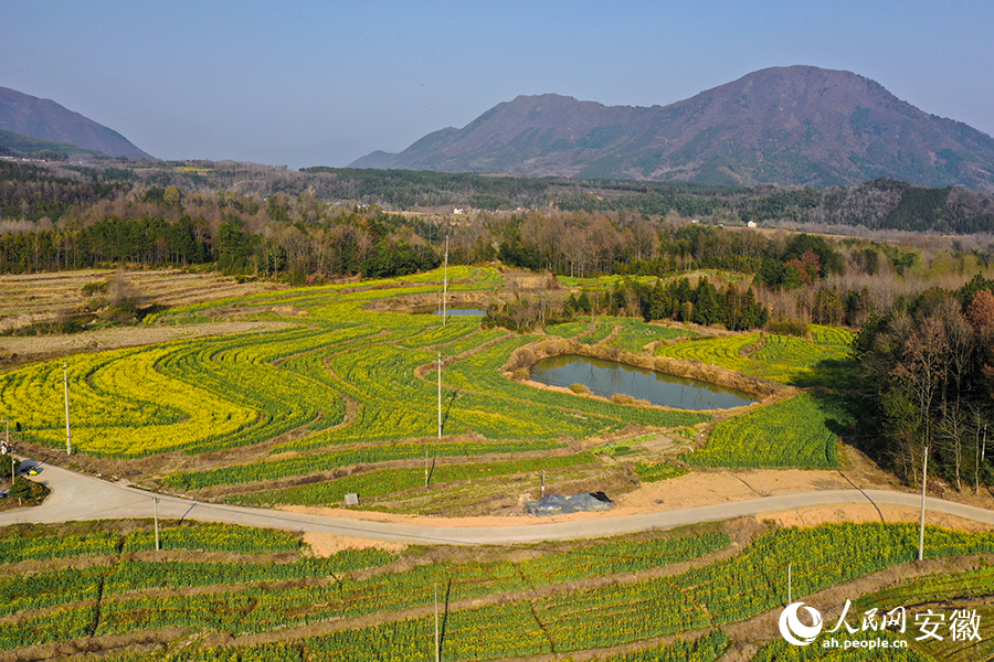 航拍油菜花田。人民網記者 陳若天攝