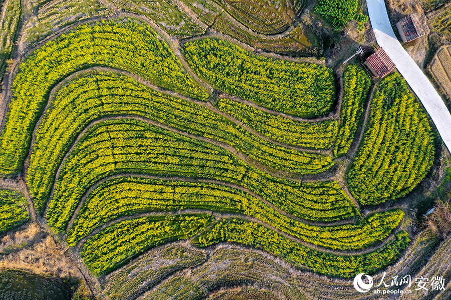 航拍油菜花田。人民網記者 陳若天攝