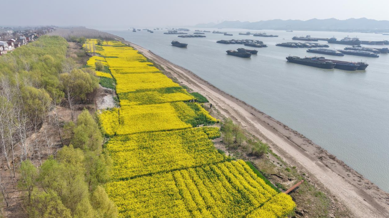 金灿灿的花海。