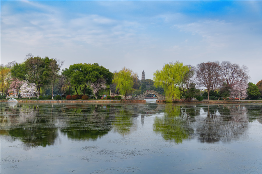 城市公園春意盎然惹人醉。程爽攝