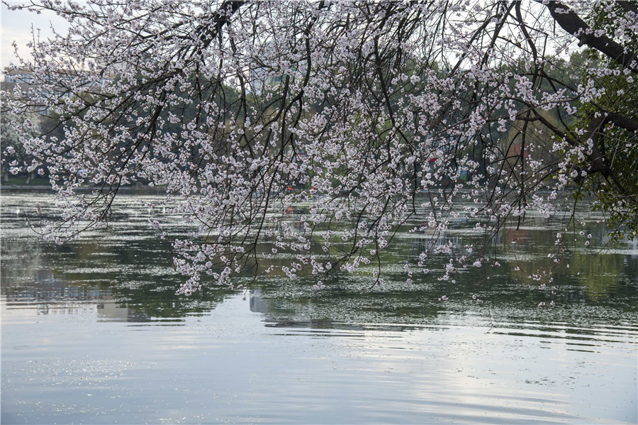 城市公園春意盎然惹人醉。程爽攝