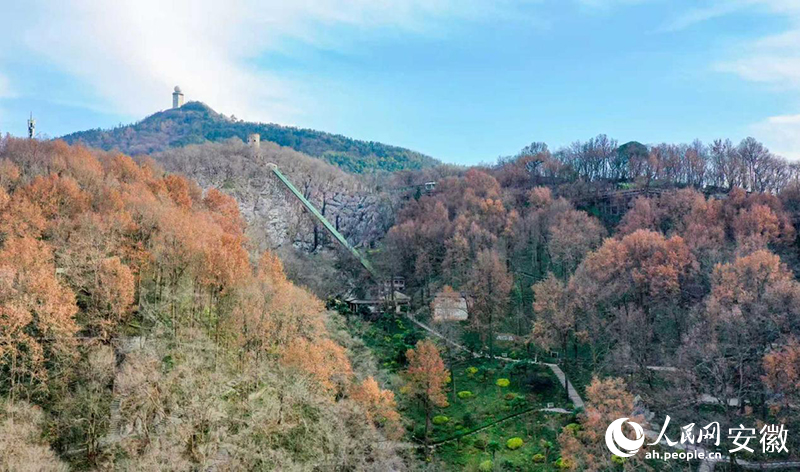 安徽銅陵葉山林場。人民網記者 張俊攝