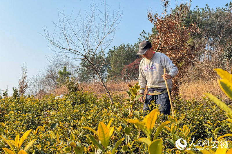 易厚掌查看着自家的油茶树。人民网记者 李希蒙摄