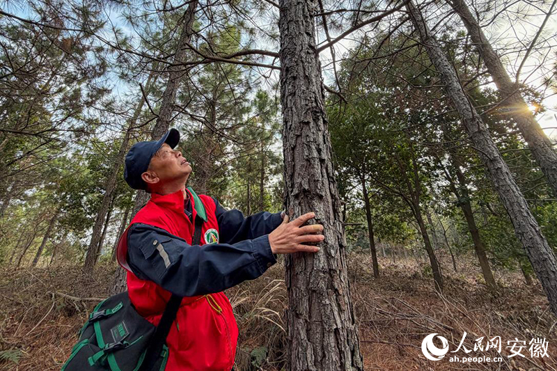 储永刚正在查看树木的生长情况。人民网记者 李希蒙摄