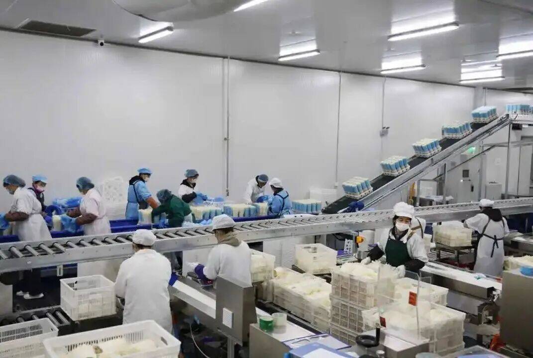 香菇加工现场。
