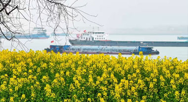 安徽銅陵：江畔花開船入畫