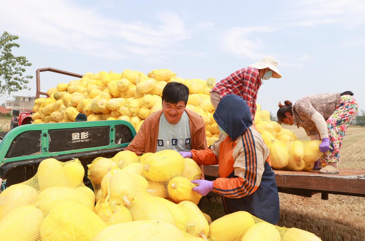 2025年6月，安徽省宿州市泗县瓜农迎来金丝绞瓜大丰收。吴天元摄