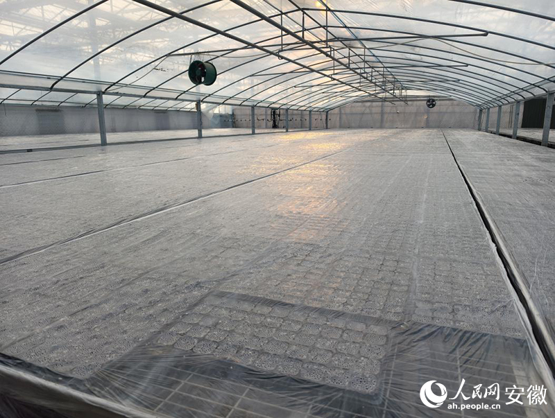 安徽泗水源康养有限公司基地内，金丝绞瓜正在育种。人民网 陶伟摄