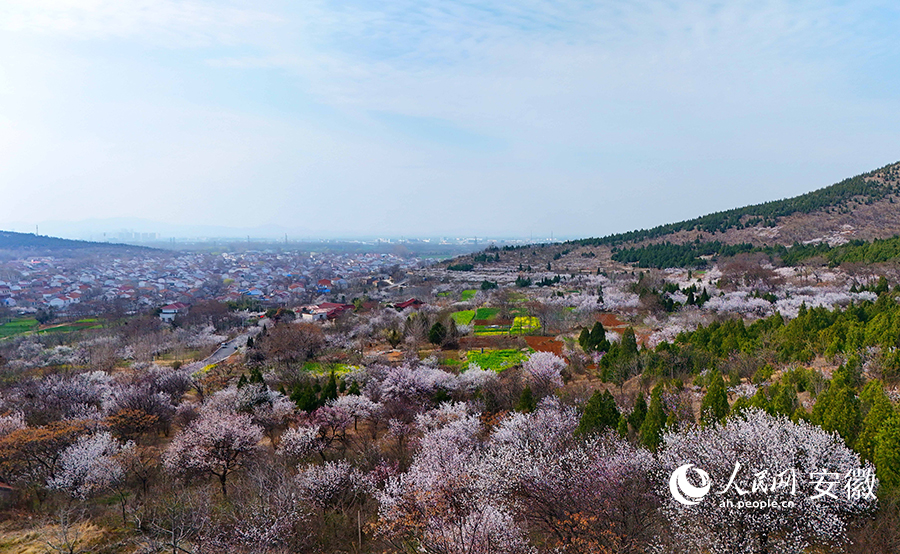 杜集區礦山集街道南山村和北山村，杏花綻放枝頭。人民網記者 呂歡歡攝