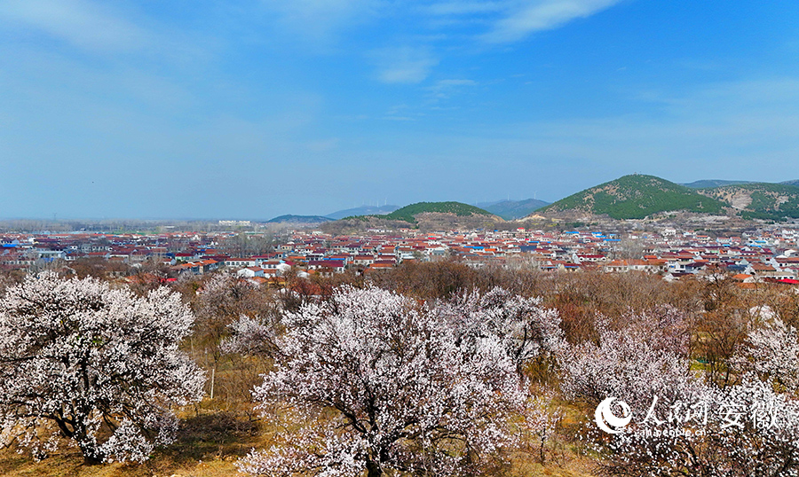杏花綻放枝頭，給山村增添了一抹亮麗的色彩。人民網記者 呂歡歡攝