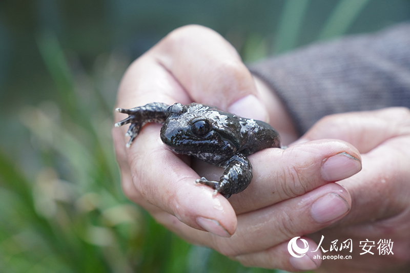 棘胸蛙幼蛙。人民网记者 陈若天摄