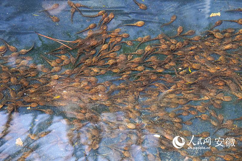 产卵池中的蝌蚪。人民网记者 陈若天摄