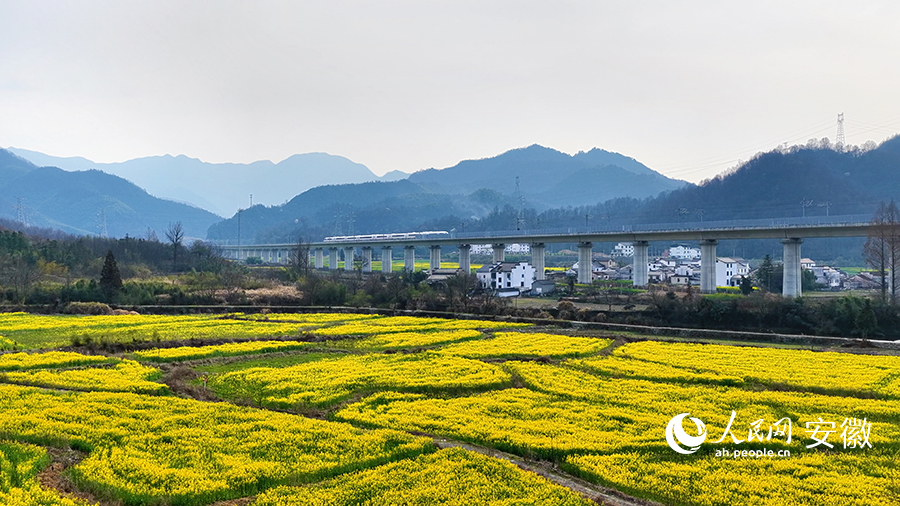 高铁穿过油菜花海。人民网 郭昊摄