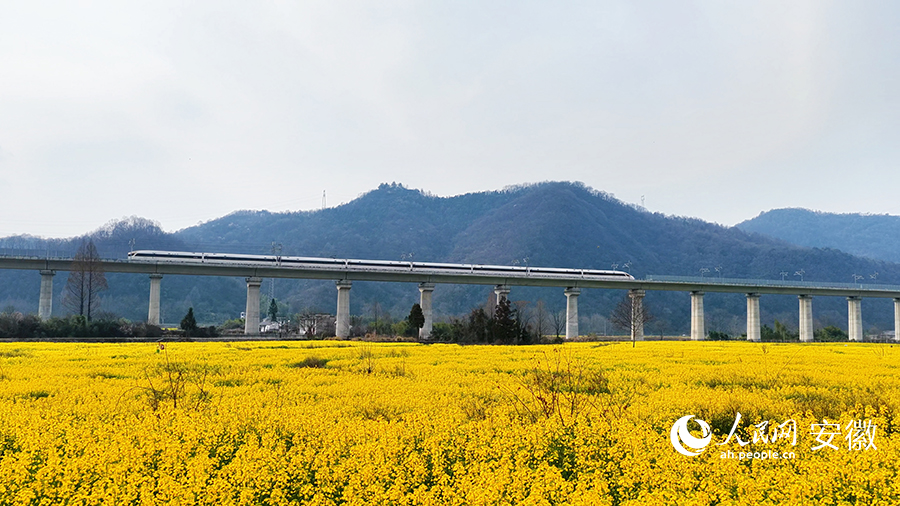 高铁穿过油菜花海。人民网 郭昊摄