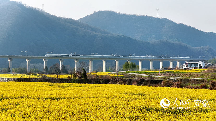 高铁穿过油菜花海。人民网 郭昊摄
