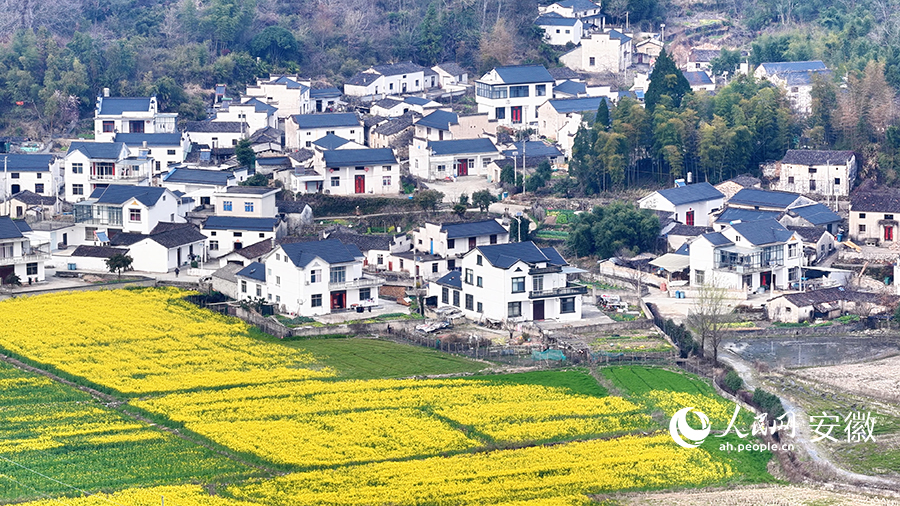 油菜花开春意浓。人民网 郭昊摄