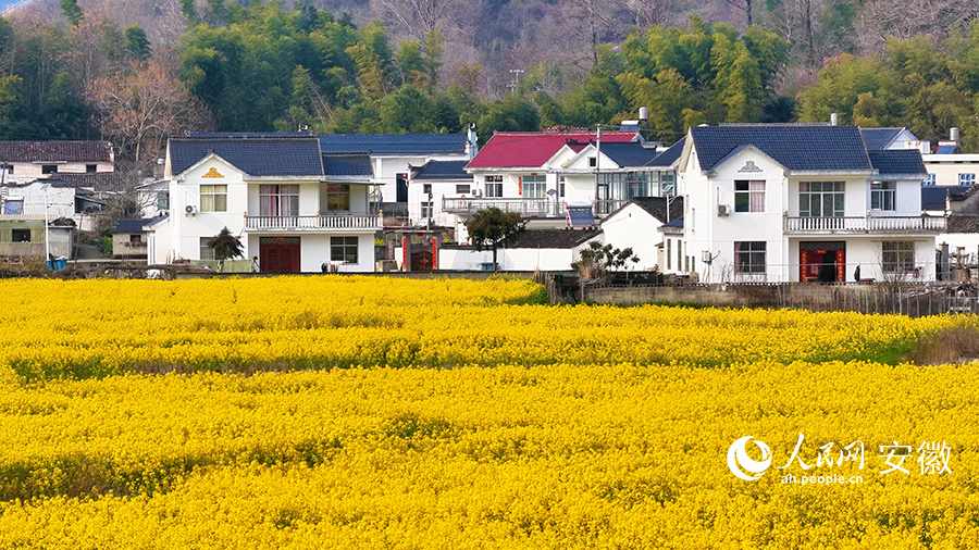 油菜花开春意浓。人民网 郭昊摄
