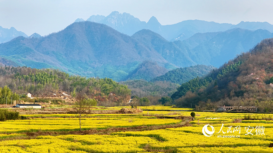 油菜花田与远处的黄山同框。人民网 郭昊摄