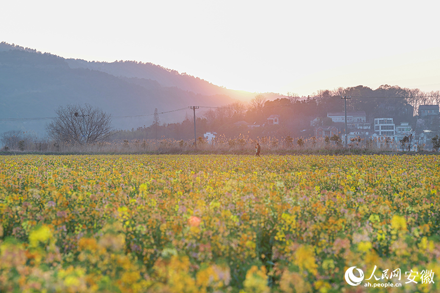 芜湖响水涧,夕阳下的彩色油菜花田缤纷绚烂。人民网记者 张俊摄