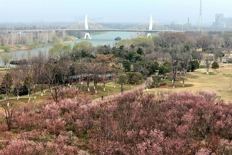 航拍太和县沙颍河国家湿地公园樱桃花海。陶俊摄