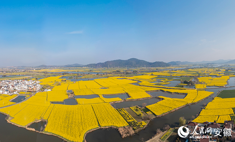 俯瞰芜湖弋江区响水涧油菜花海。人民网记者 张俊摄