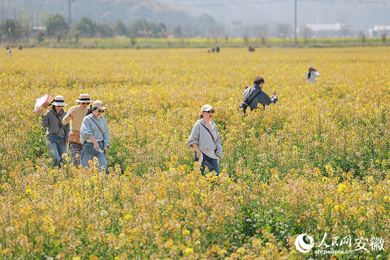 芜湖响水涧，游客在彩色油菜花田里打卡赏花。人民网记者 陶涛摄