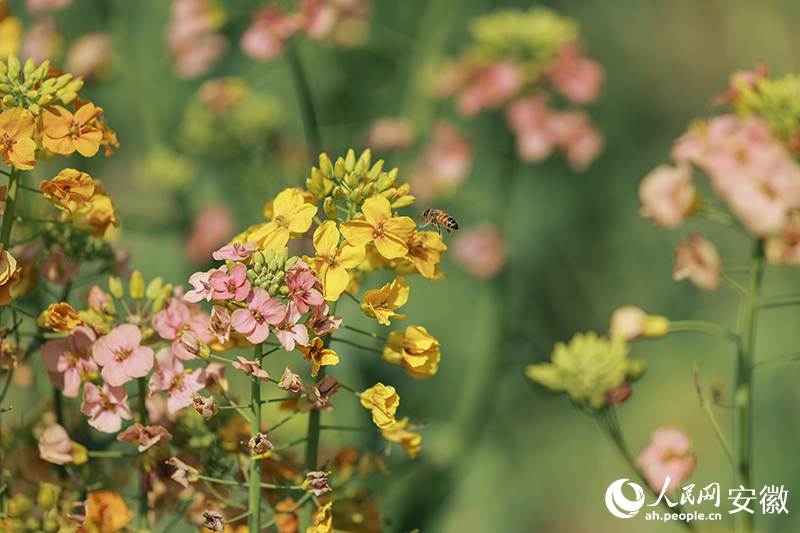 油菜花香引蜂来。人民网记者 张俊摄