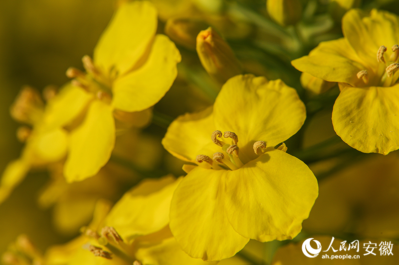 鹅黄色的油菜花瓣，两两相对，中间花蕊清晰可见。人民网记者 陶涛摄
