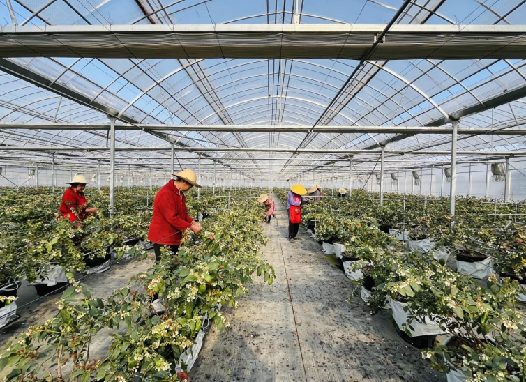 蓝莓种植基地。