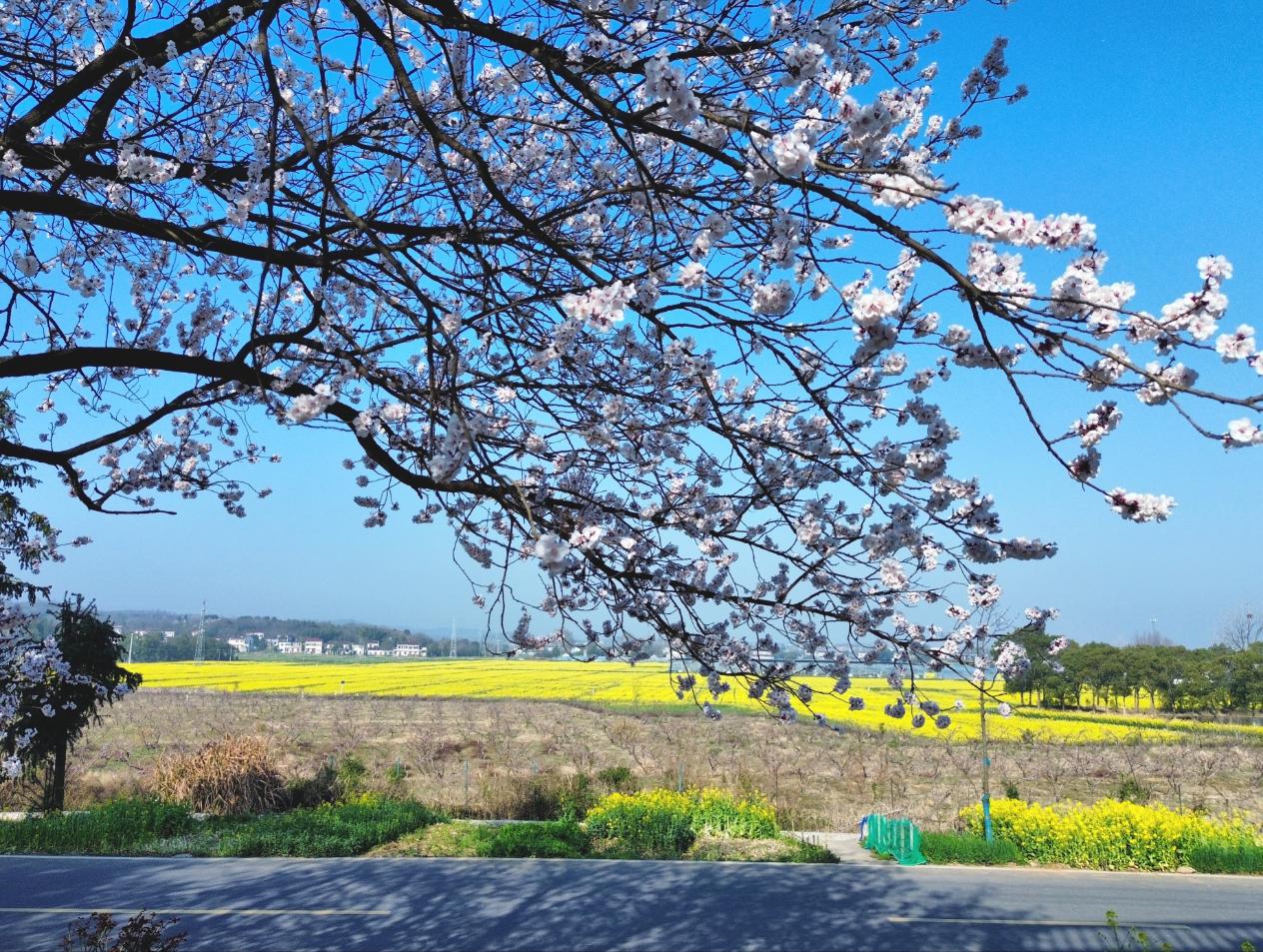 廬江縣萬山鎮水關村:農戶杏樹滿枝開 春日鄉村入畫來