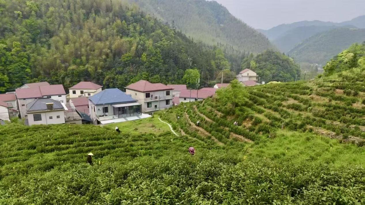 东至县木塔乡中园村茶叶种植基地。受访者供图