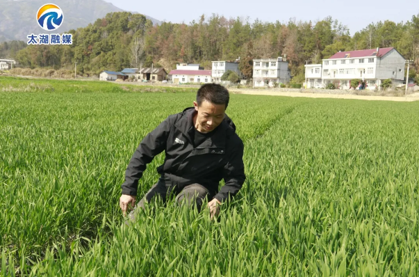 长势喜人的小麦。