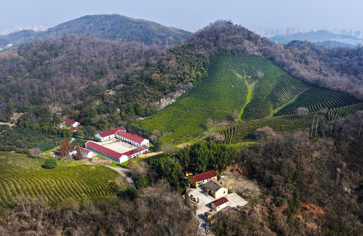 春茶长势喜人。