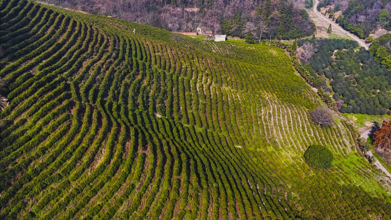 春茶长势喜人。