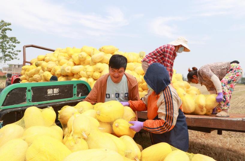 金丝绞瓜丰收图。吴天元摄