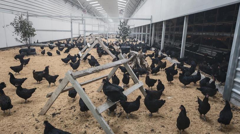 安徽新联禽业股份有限公司养殖基地。吴天元摄