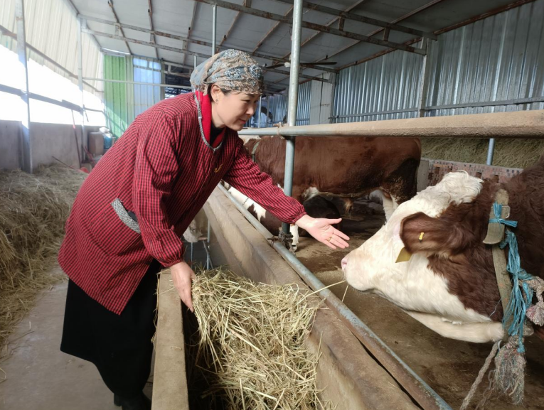 劉琴在牛舍查看。孫雪強 攝