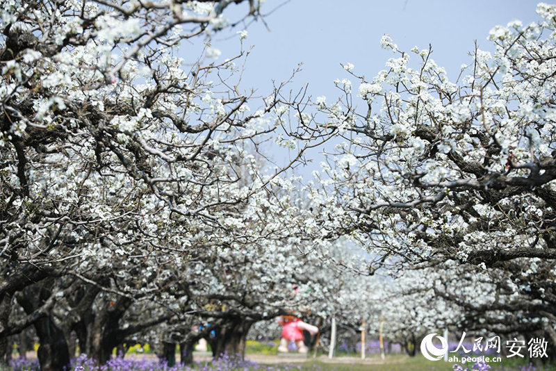 砀山梨花。人民网记者 陶涛摄