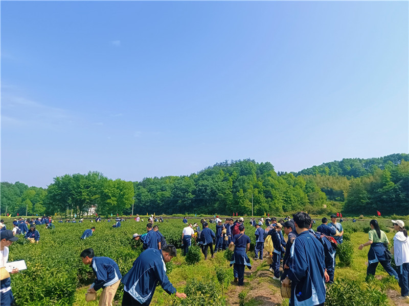 霍山凡沖茶海研學營地。