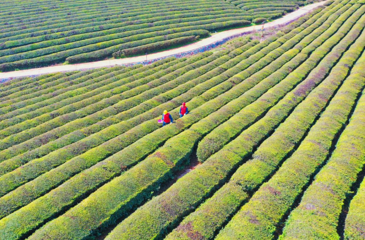 在安徽寧國,皖美共產黨員志願者在當地茶廠進行用電巡線。李俊鵬攝