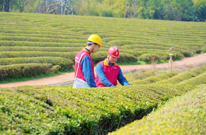 在安徽寧國,皖美共產黨員志願者在當地茶廠開展茶季用電檢查專項活動。李俊鵬攝