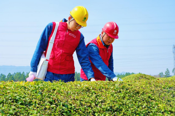 在安徽寧國,皖美共產黨員志願者在當地茶廠開展茶季用電檢查專項活動。李俊鵬攝