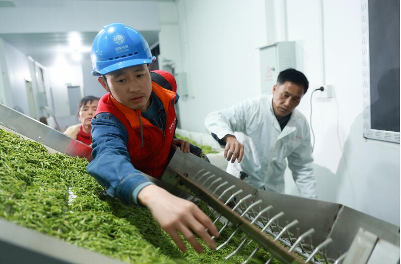 供电服务人员了解春茶加工用电情况。