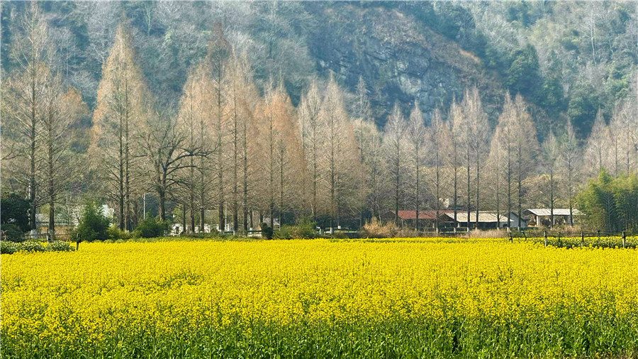 成片的油菜花盛开,美不胜收。人民网 郭昊摄