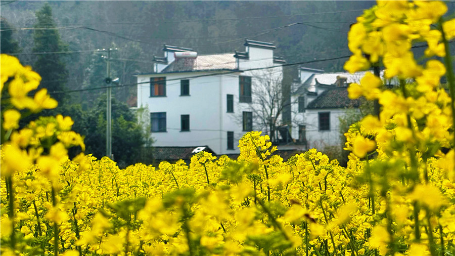 油菜花海与徽派建筑同框。人民网 郭昊摄