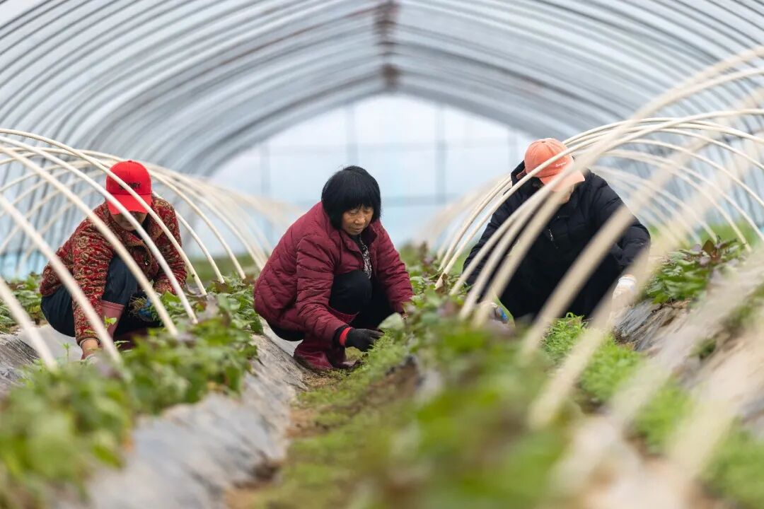 順河鎮王灘村的蔬菜大棚內工人們正彎腰忙碌，仔細為紅薯苗清除雜草。