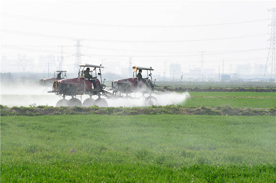 安徽淮南农场组织自走式植保机在麦田里作业。