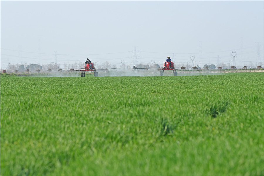 安徽淮南农场组织自走式植保机在麦田里作业。