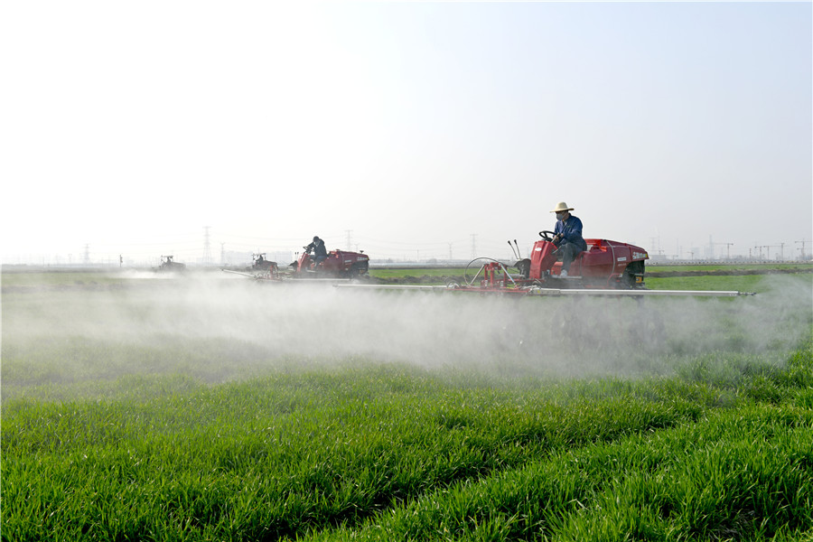 安徽淮南农场组织自走式植保机在麦田里作业。